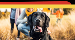 Hast du ein Haustier?