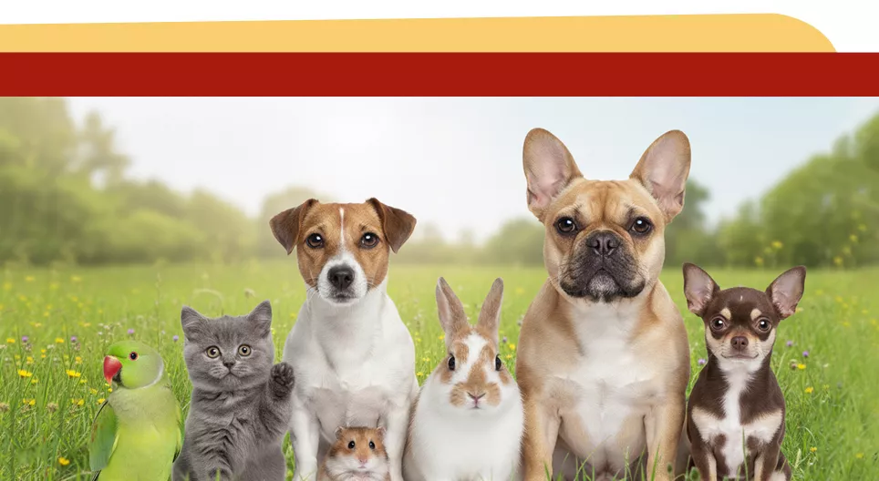 Opiniones sobre tener mascotas