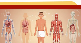 Partes del cuerpo
