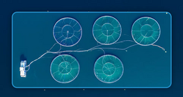 From the sea to our plates