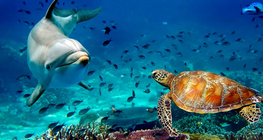 Sea Animals - Int. Ed.