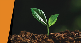 In the dark of the night