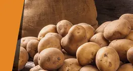 ポテト触媒