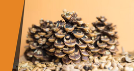 Pine cone hygrometer