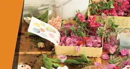 植物で絵を描く