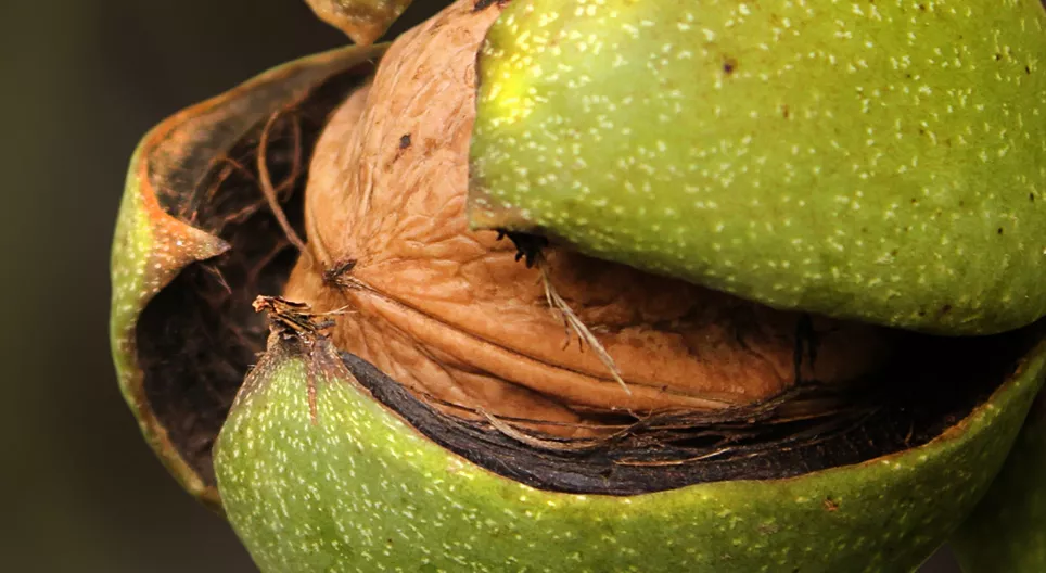 Dlaczego sadzimy drzewo orzechowe dla wnuków?