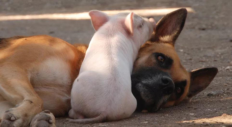 Czy faktycznie świnie są mądrzejsze od psów?