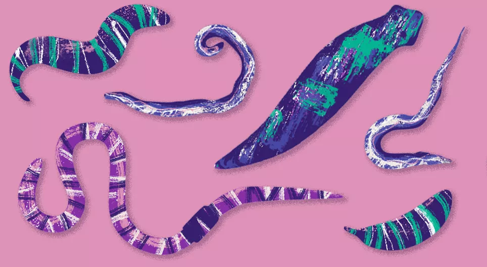 Niewidzialne zwierzęta: robaki