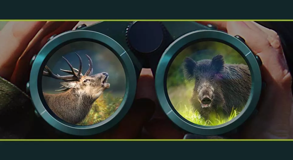 Gruba zwierzyna łowna