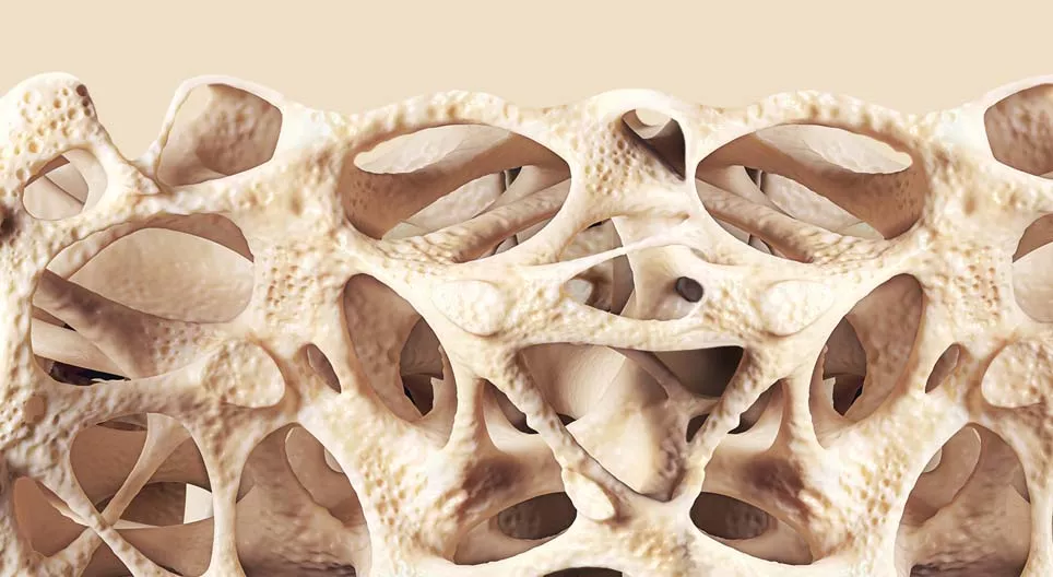 Charakterystyka tkanki łącznej i podporowej