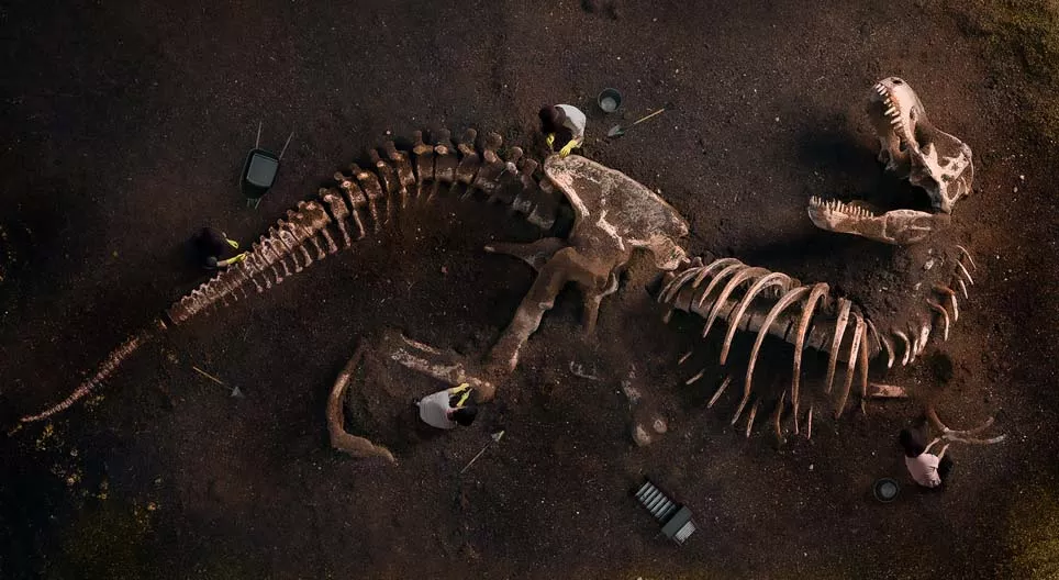 Co mówią nam skamieniałości?