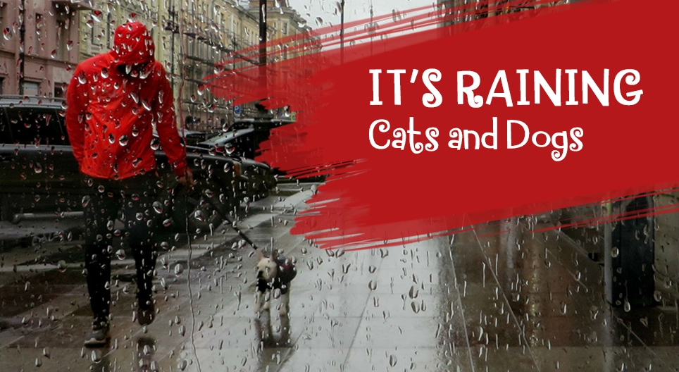 It's Raining Cats and Dogs