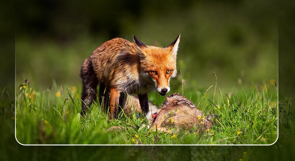 Jak powstaje łańcuch pokarmowy (troficzny)?
