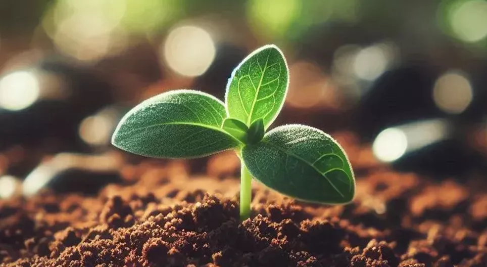 Rolnictwo zrównoważone