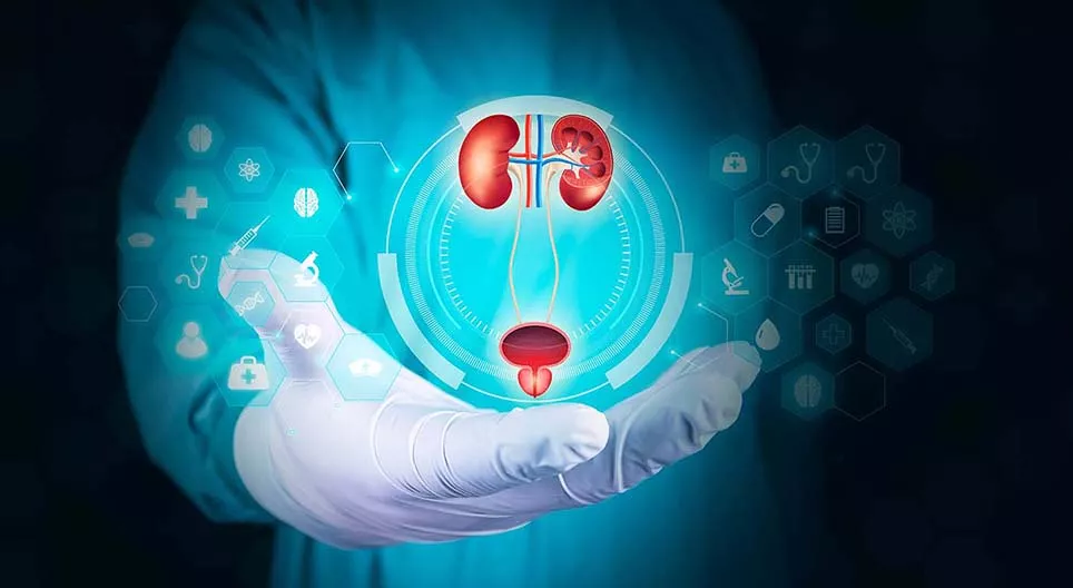 Układ wydalniczy człowieka