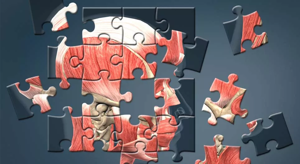 Jak zbudowane jest ludzkie ciało?