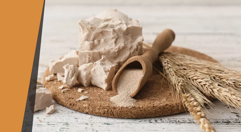 Budzący się zakwas