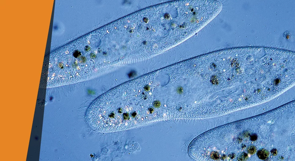 Paramecium farm