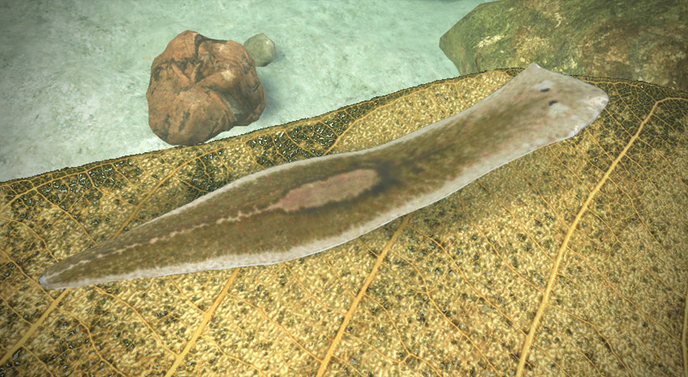 Wypławek kątogłowy