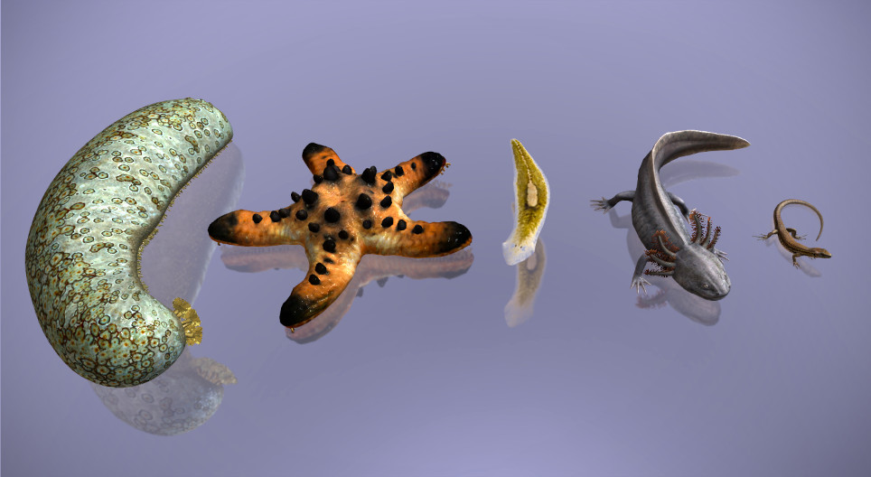 Regeneracja w świecie zwierząt