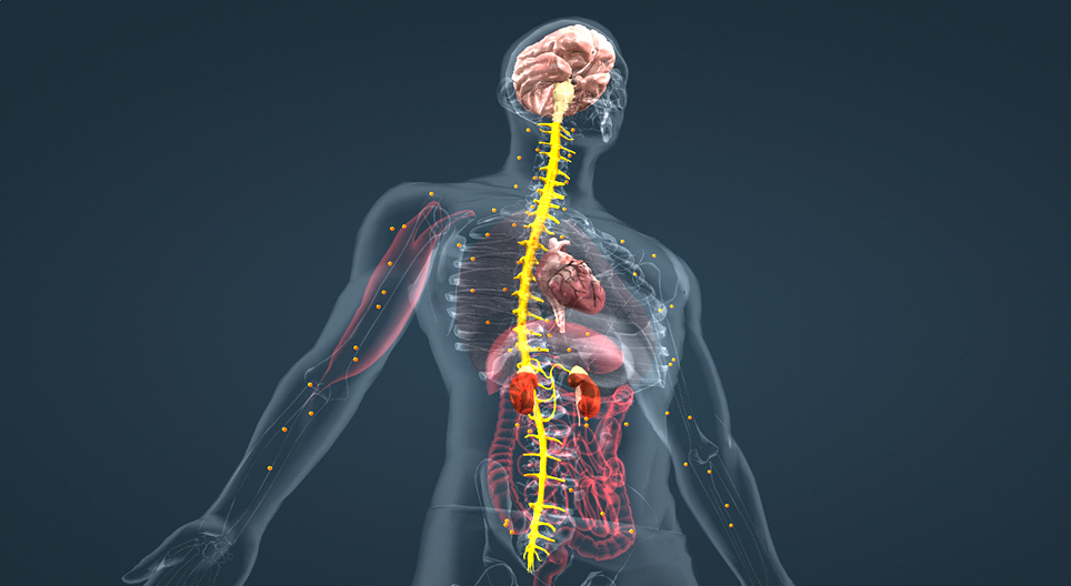 Adrenalina (poziom zaawansowany)