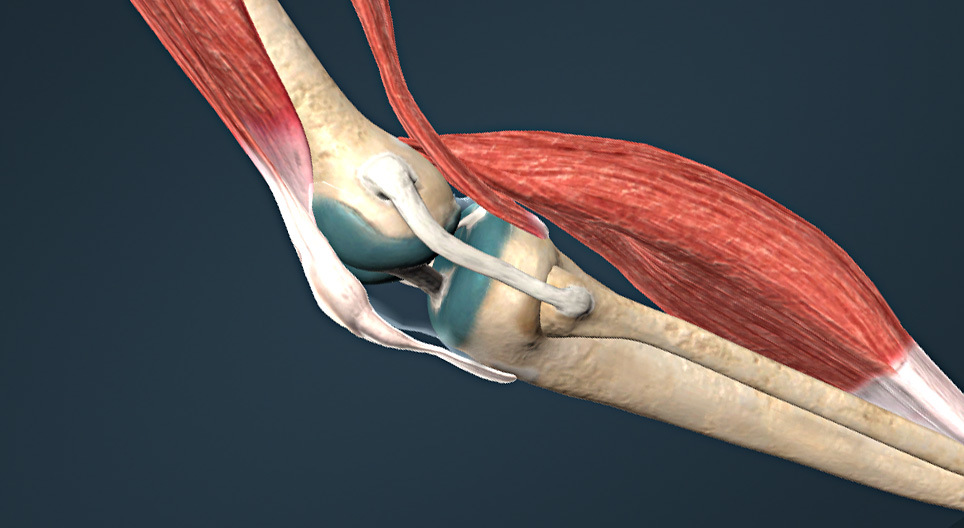 Połączenia międzykostne