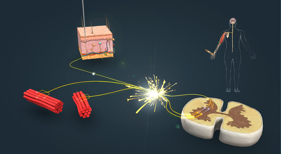 Odruchowa reakcja na ból