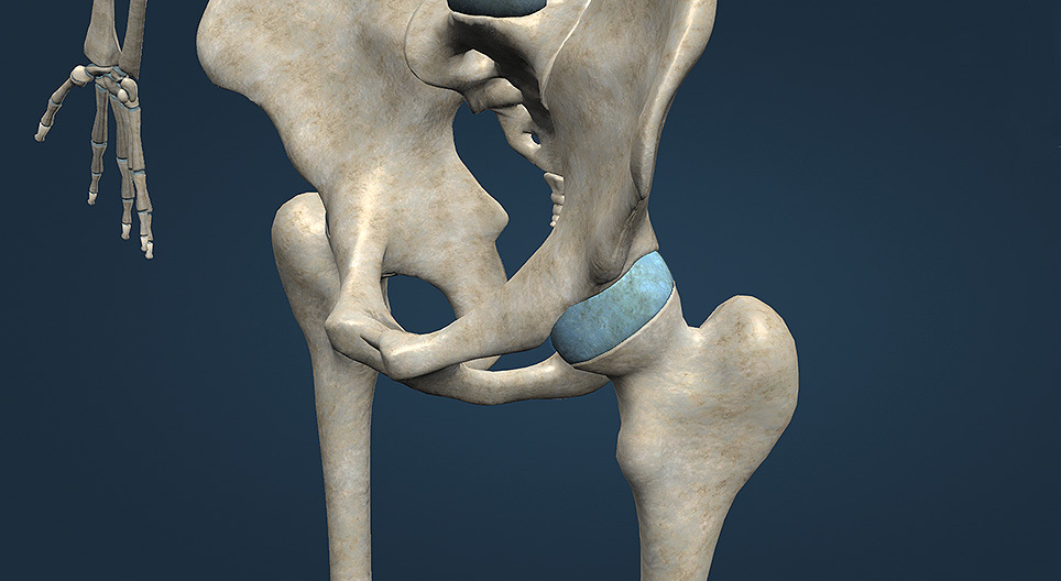 Rodzaje stawów człowieka