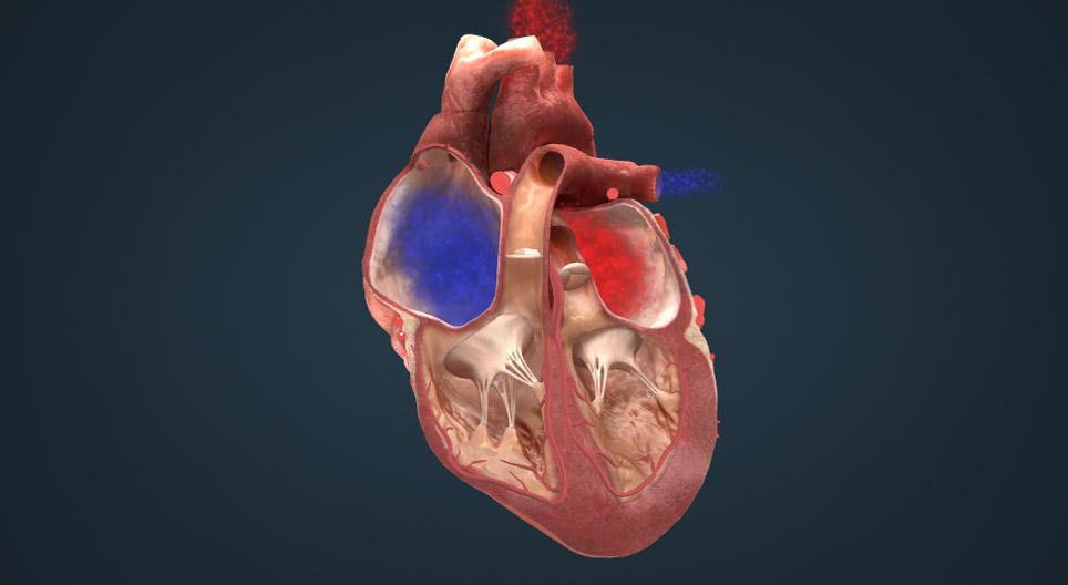 Układ bodźcotwórczo-przewodzący serca
