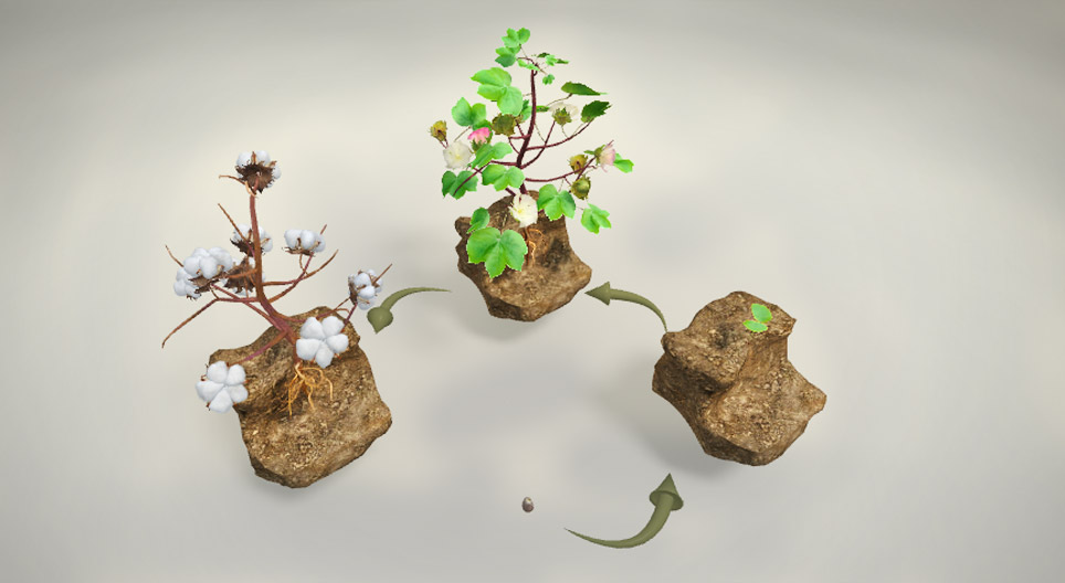 Z czego wyrabia się tkaniny bawełniane?