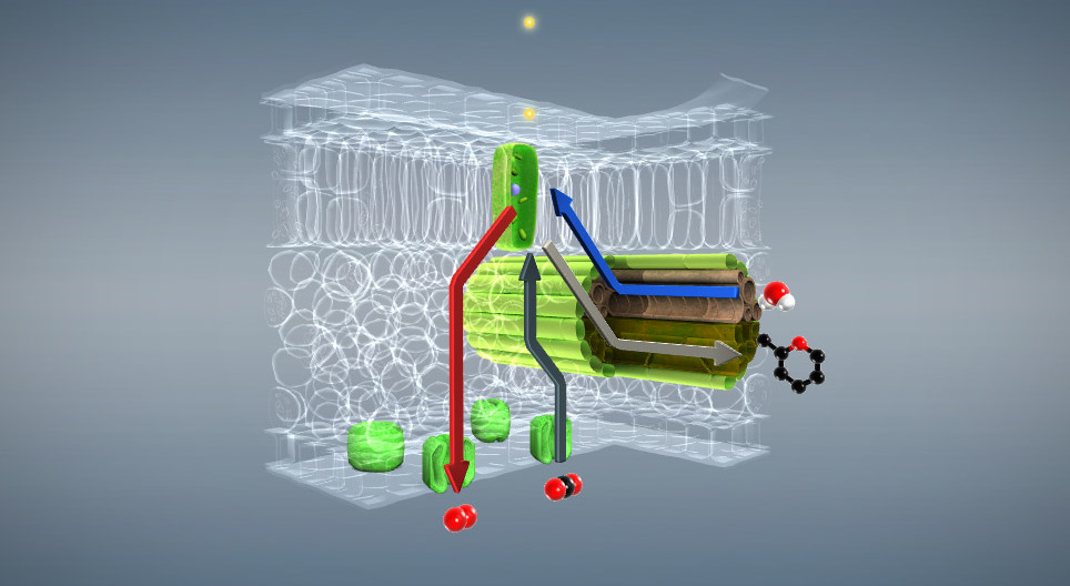 Fotosynteza (podstawowy)