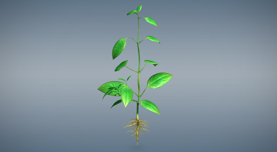 Organy wegetatywne roślin