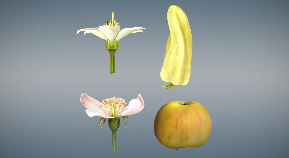 Porównanie owocu rzeczywistego i rzekomego