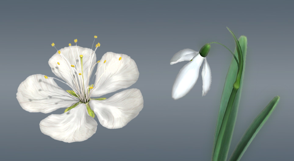 Kwiaty roślin okrytonasiennych