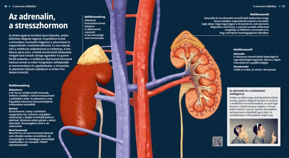 The Adrenal Gland