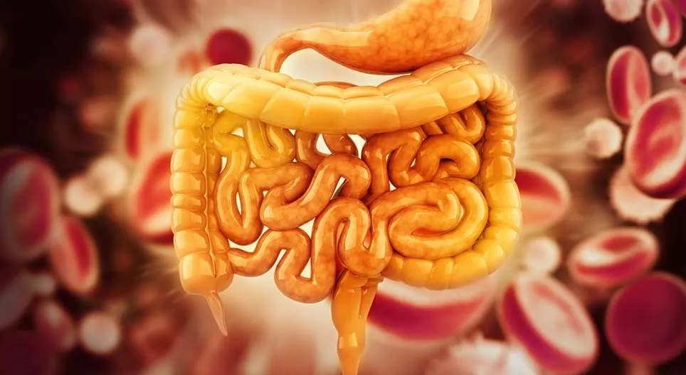 10 lucruri pe care trebuie să le știi despre tractul gastrointestinal uman