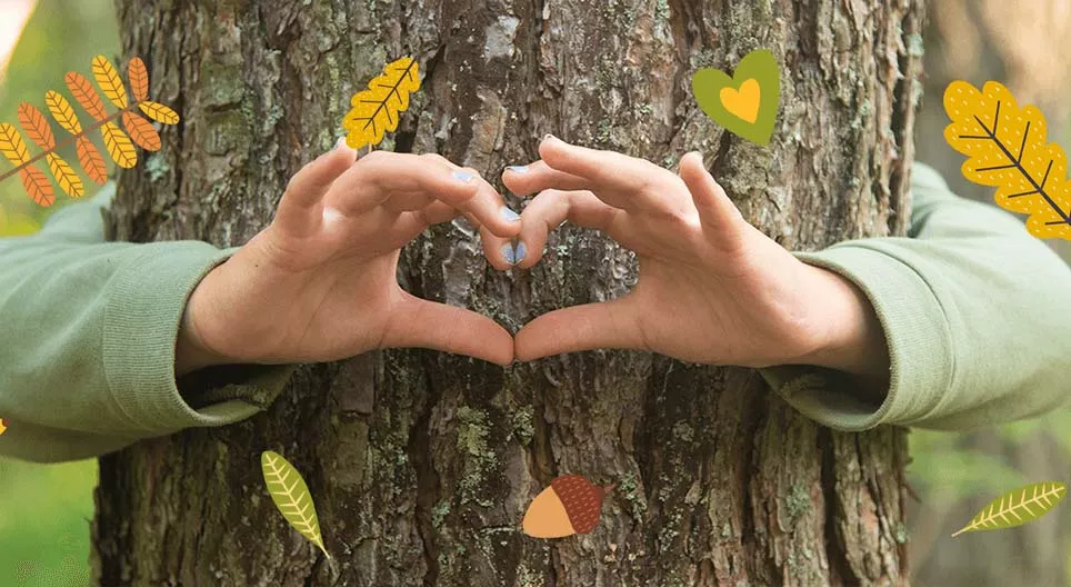 Ecosistemul pădurilor