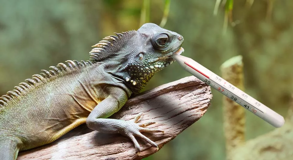 Se răcesc reptilele?