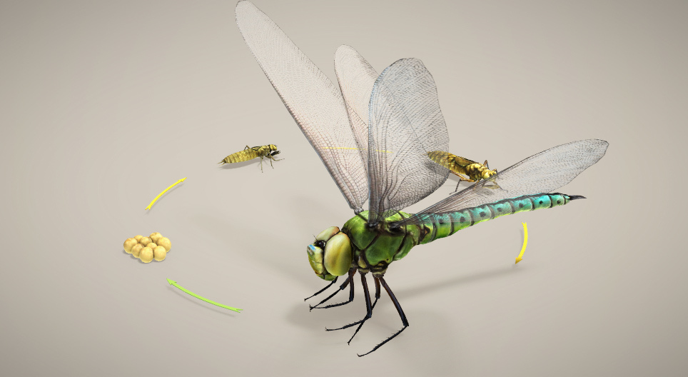 Reproducerea și dezvoltarea insectelor