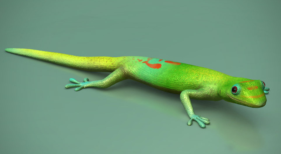 Cum aderează la suprafețe tălpile șopârlei Gecko?