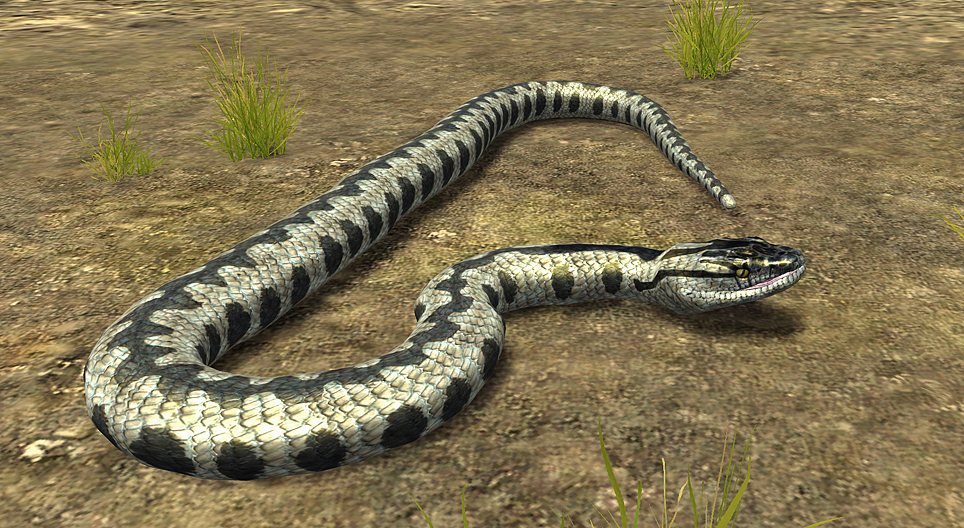Vipera comună (Vipera berus)