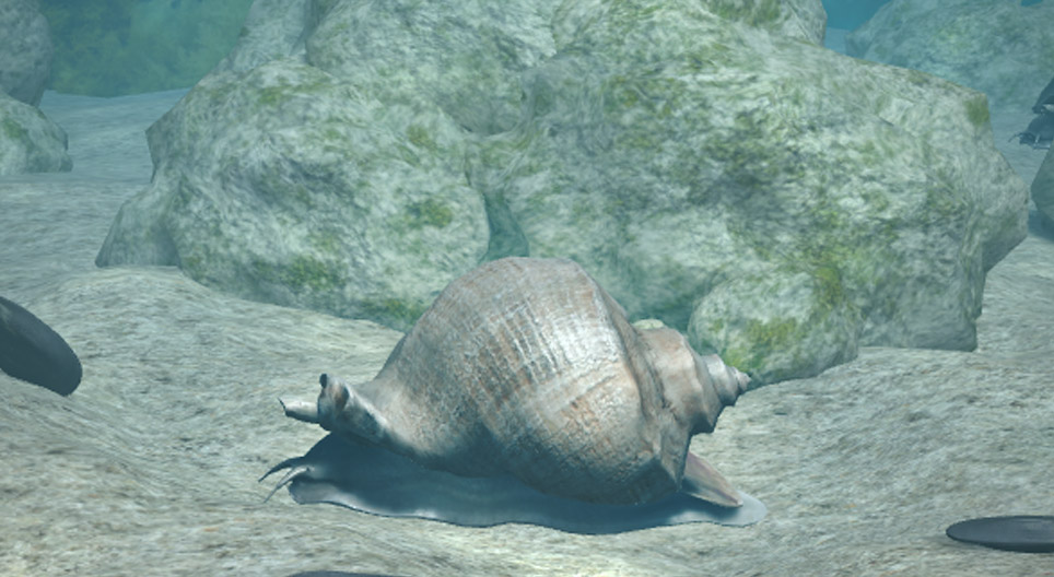 Melcul rapana venosa