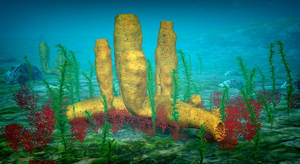 Spongierii