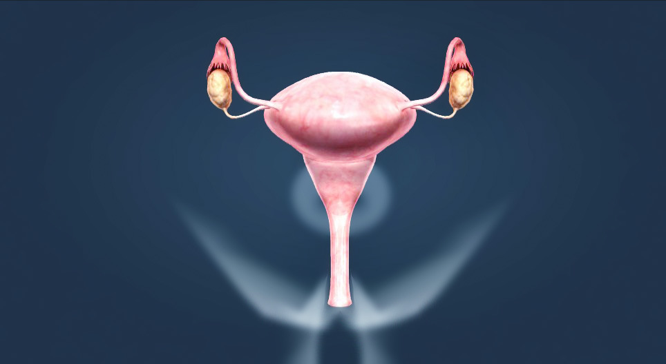 Sistemul reproducător feminin (nivel mediu)