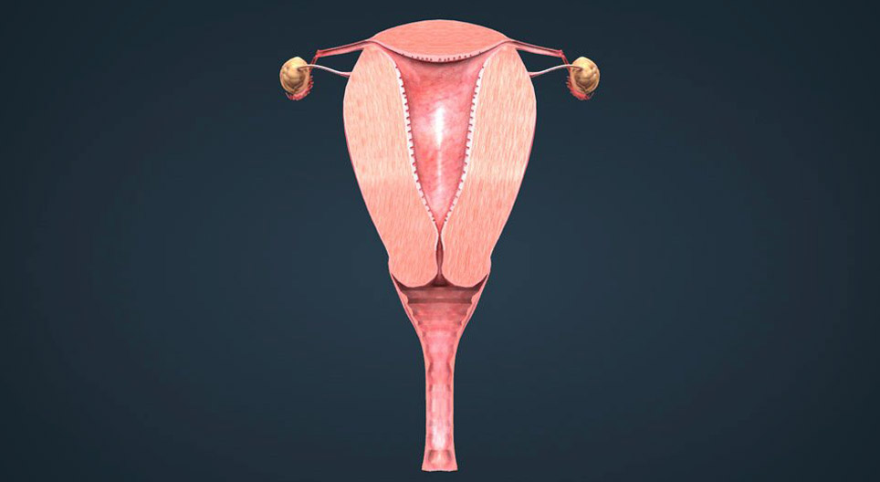 Sistemul reproducător feminin (nivel începător)