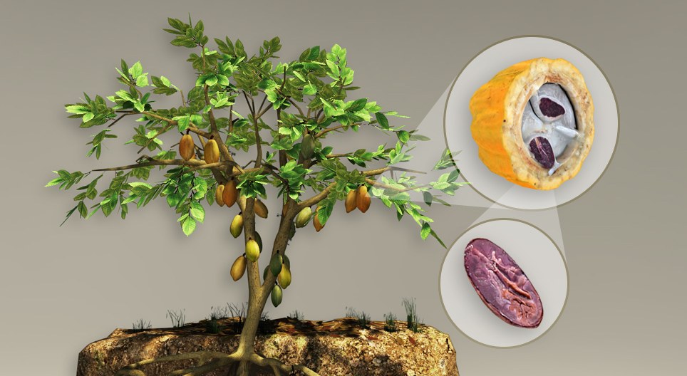 Arborele de cacao
