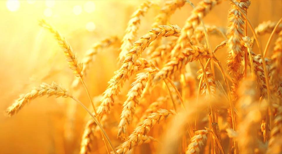 Traditional irrigation methods