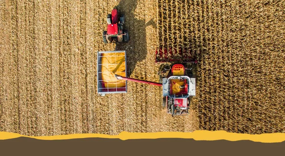 Возделываемые культуры