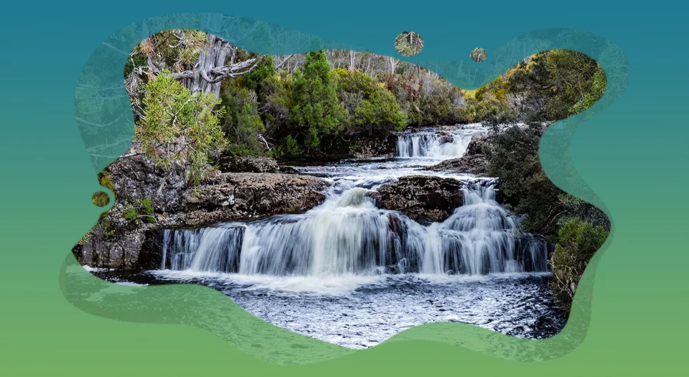 Разнообразие водного мира