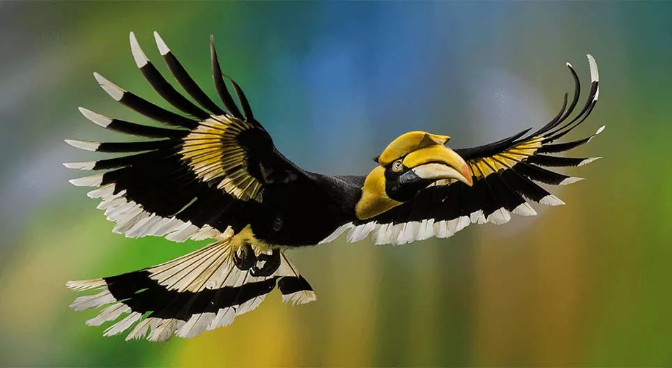 Удивительный мир птиц